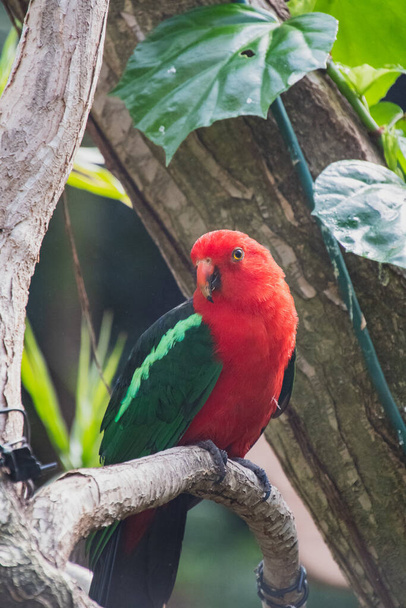 A picture of Australian King Parrot in a conservatory.   Vancouver BC Canada - Foto, Bild