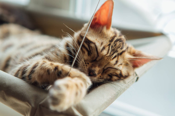 Cute little bengal kitty cat sleeping on the cat's window bed. Sunny seat for cat on the window. - Foto, imagen