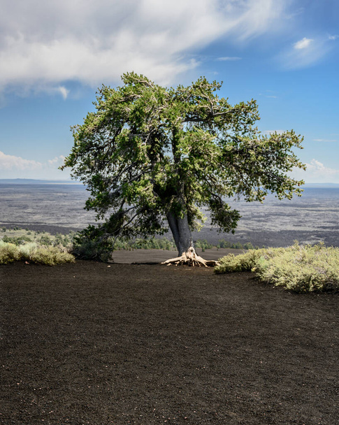 El árbol crece del suelo volcánico en los cráteres de la luna
 - Foto, Imagen