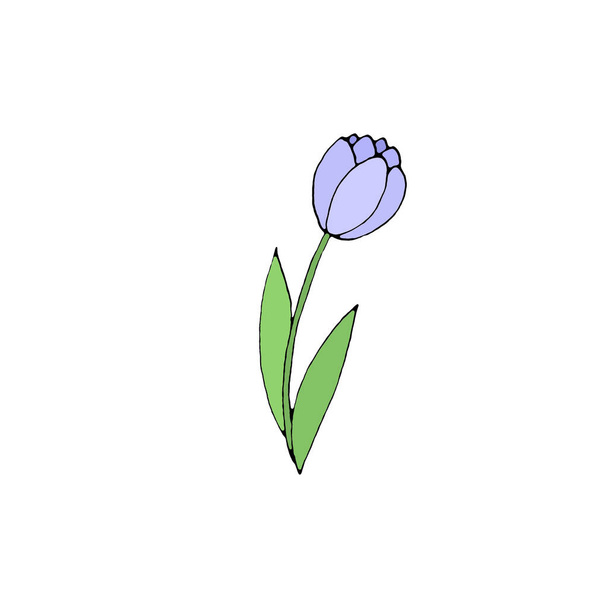 Színes tulipán virág elszigetelt fehér háttérrel. Kézzel rajzolt design elem. Egyszerű vázlat stílus Doodle illusztráció. - Fotó, kép