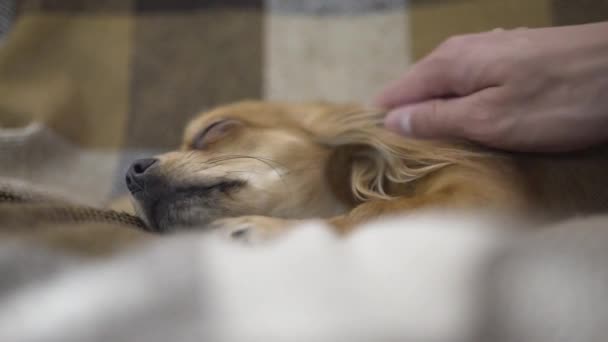 adorable funny dog chihuaha sleeps - Video