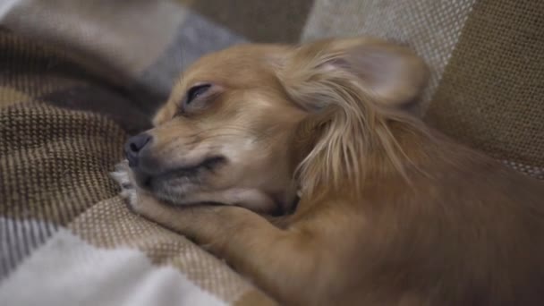 adorable funny dog chihuaha sleeps - Filmati, video