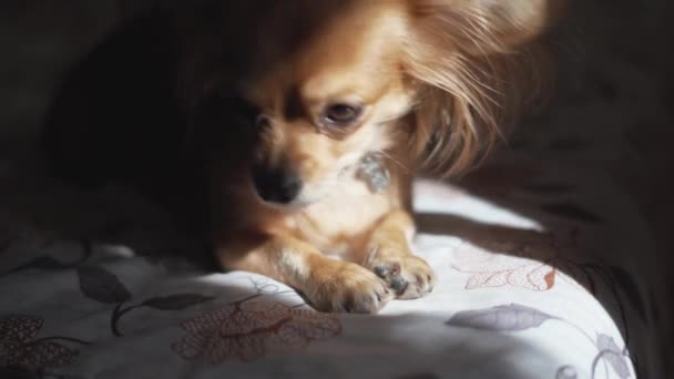 adorable funny longhair chihuaha dog sleeps on plaid - Materiał filmowy, wideo