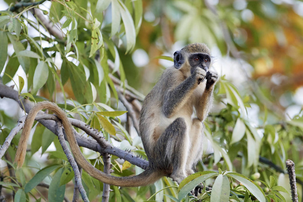 Grüner Affe in seinem natürlichen Lebensraum im Senegal - Foto, Bild