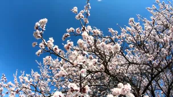 Voorjaarsbloesem achtergrond. Bloeiende abrikoos op een achtergrond van blauwe lucht. Prachtige natuur met bloeiende boom en zonnevlam. Voorjaarsbloemen. - Video