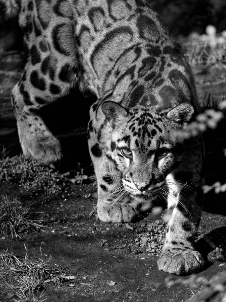 The clouded leopard, Neofelis nebulosa, is a wild cat. - 写真・画像