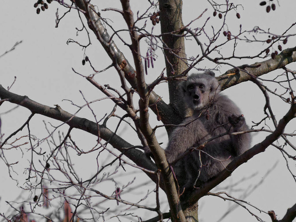 Der silbrige Gibbon, Hylobates Moloch - Foto, Bild