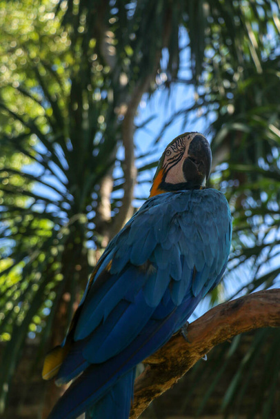 Schöne farbenfrohe Ara Ararauna vor tropischem Hintergrund. Blau-gelber Ara im Bali Vogelpark Zoo. Blau-goldener Ara, Vogel aus der Familie der Psittacidae. Einer der berühmtesten Papageien der Welt. - Foto, Bild