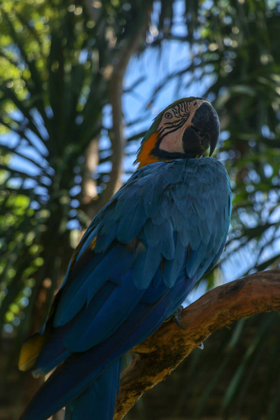 Hermosa Ara Ararauna sobre fondo tropical. Paloma azul y amarillo en el parque de aves ZOO de Bali. Paloma azul y dorado, ave de la familia Psittacidae. Uno de los loros más famosos del mundo. - Foto, imagen