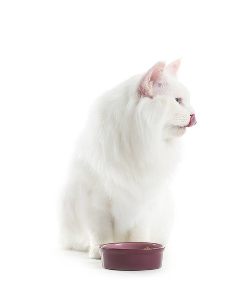 Cute Maine Coon cat near bowl with food on white background - Photo, image