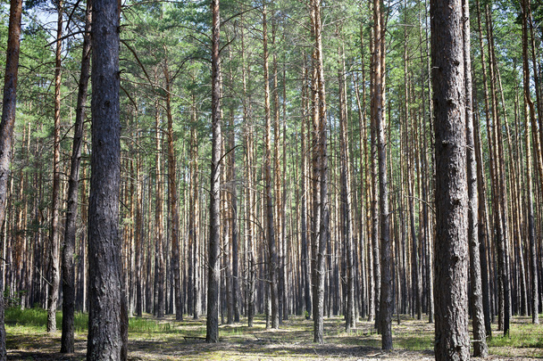 Pine forest - Photo, Image