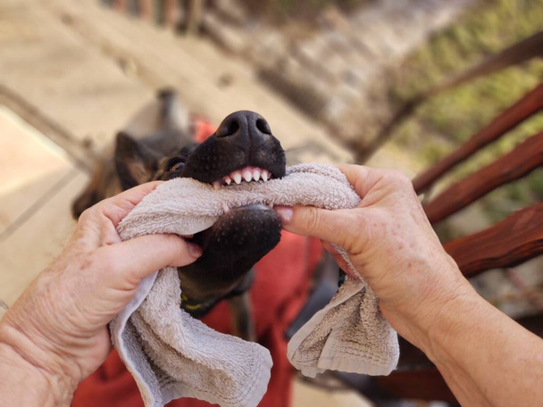 Німецький собака-пастух, що бавиться людською рукою. Словаччина - Фото, зображення