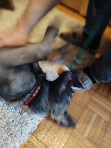 Német juhász kutya fiatal kölyök játszik emberi kézzel. Szlovákia - Fotó, kép