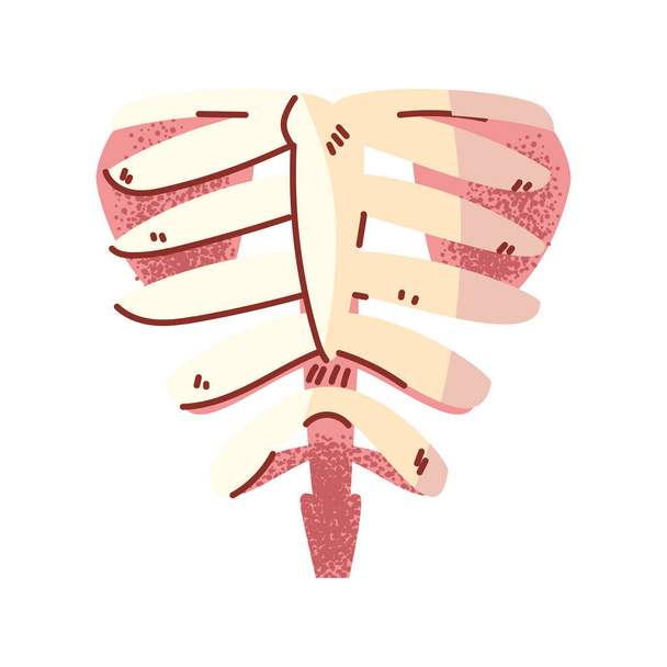 ossos do peito, parte do corpo no fundo branco
 - Vetor, Imagem