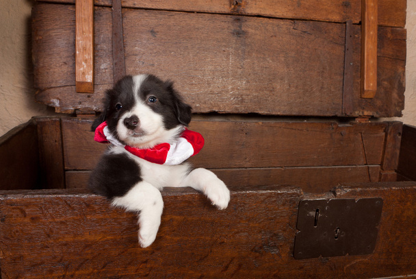 Cachorro con Navidad
 - Foto, imagen