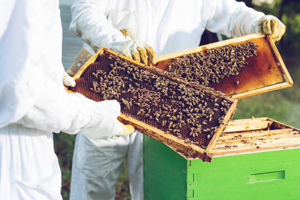 The beekeeper holds a honey cell with bees in his hands. Beekeeper inspecting honeycomb frame at apiary.  - Foto, imagen