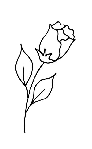 Rose est un dessin à la main dessin animé doodle. Un bourgeon de rose en fleurs. Illustration vectorielle
. - Vecteur, image