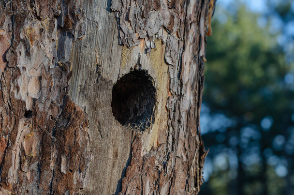 Çam ağacının gövdesinde oyuk bir çukur. Orman kuşlarının evlerinin detaylı görüntüsü. Göz hizasında atış. Yan görüş. Seçici odak. - Fotoğraf, Görsel
