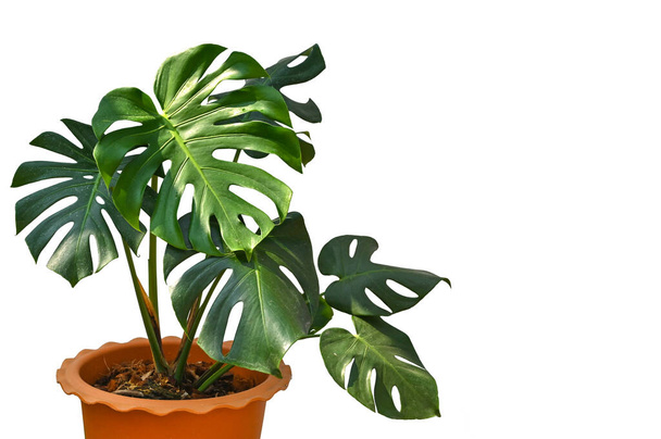 Monstera in a pot on white background - isolated - Photo, Image