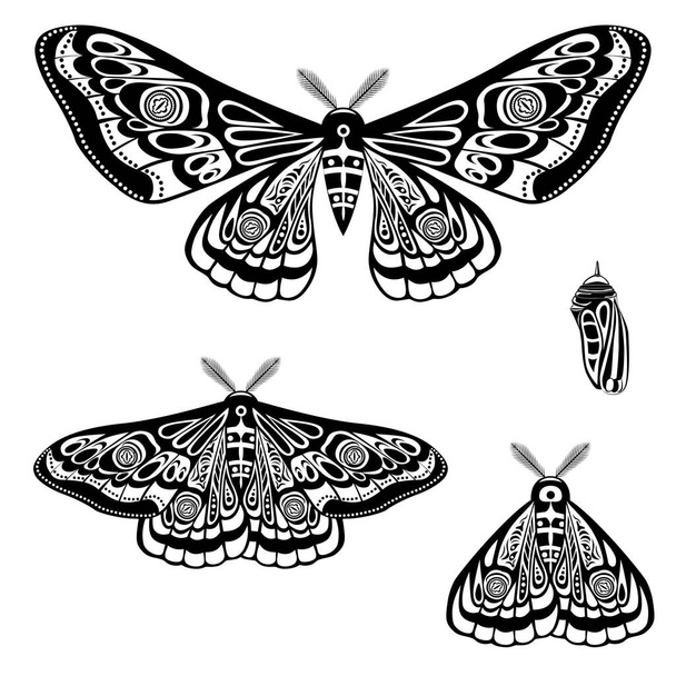 Polilla nocturna, pupa mariposa. Ilustración vectorial. Varias poses de mariposa, alas abiertas y cerradas. Elementos de diseño aislados en blanco
. - Vector, Imagen