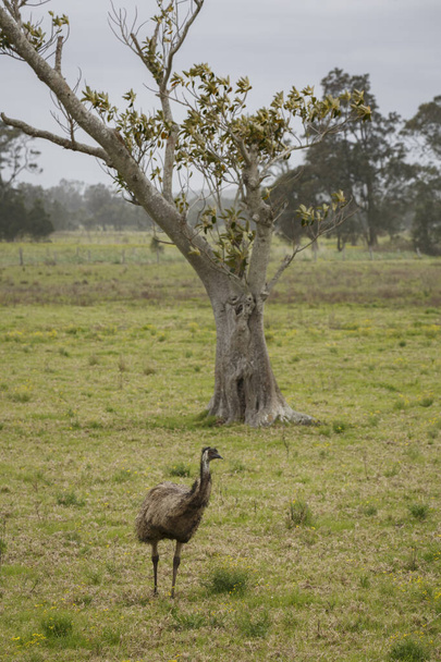 Australien Wilder Emu auf Ackerland in Port Stephens gefunden - Foto, Bild