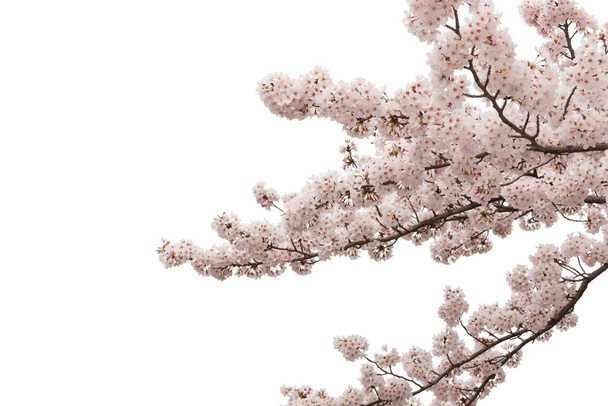 Kaunis vaaleanpunainen kirsikankukka eristetty valkoisella taustalla. Objekti leikkauspolulla
. - Valokuva, kuva
