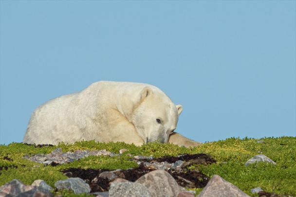 Perezoso oso polar en la hierba
 - Foto, imagen