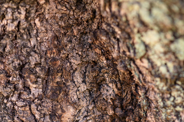 Primer plano de la corteza de un tronco de madera de olivo. Contexto
. - Foto, imagen