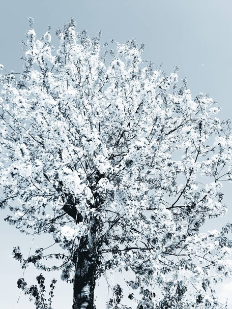 Schöne Blumen Frühling abstrakten Hintergrund der Natur. Zweige des blühenden Aprikosenmakros mit sanftem Fokus auf sanftem hellblauem Himmelshintergrund. Für Oster- und Frühlingsgrüßkarten. - Foto, Bild