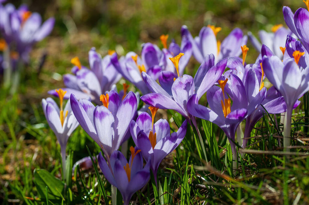 Violetti krokoksen kukat kukkivat kevätniityllä
 - Valokuva, kuva