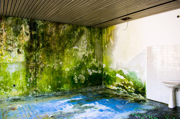 苔は内壁に生えている。湿度が高い。床に毒のツタが。トイレのシンク、白と青のタイル。自然の放棄された建物、家を引き継ぐ. - 写真・画像