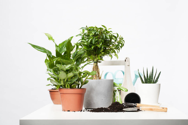 Indoor plants, cacti in pots with scoop and rake on empty gray background - Fotó, kép