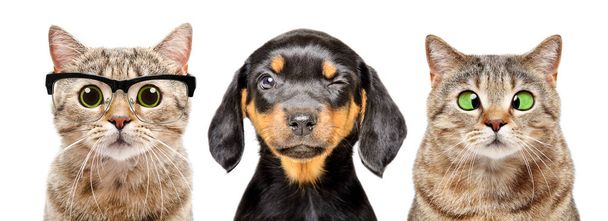 Портрет собаки и кошек с заболеваниями глаз на белом фоне
 - Фото, изображение