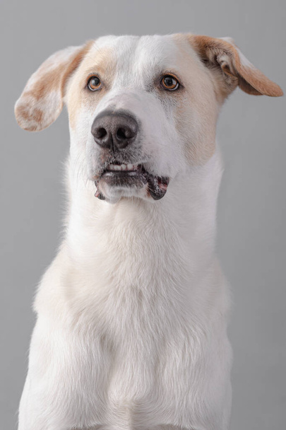 Πορτρέτο ενός λευκού σκύλου σε γκρι φόντο - Φωτογραφία, εικόνα