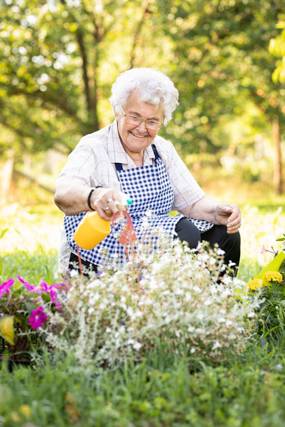 Senior woman taking care of flowers in garden.  Gardener spraying the flowers.  Summer activities. - Foto, afbeelding