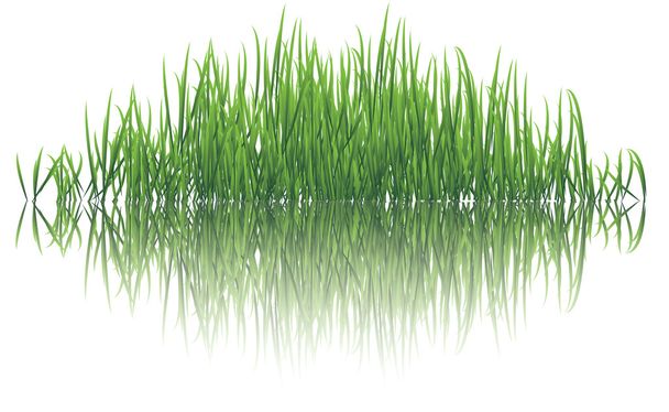 reflective grass - Vector, Image