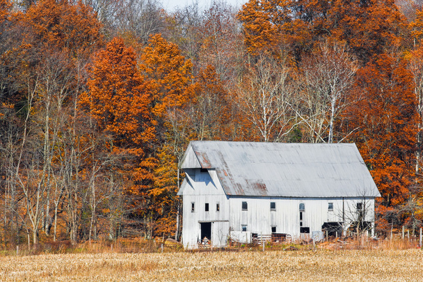 Whtie granero y hojas de otoño
 - Foto, imagen