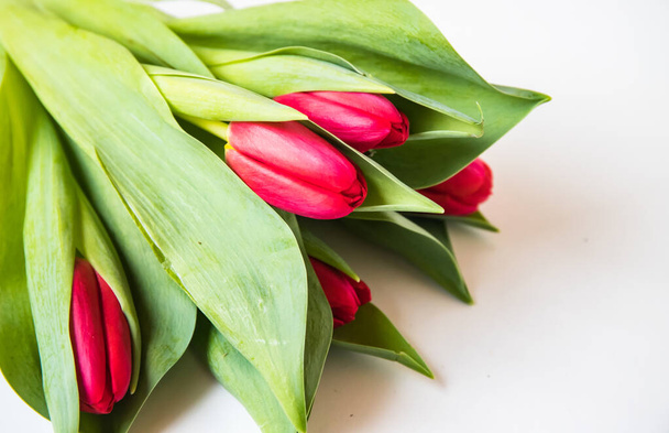 Ramo de tulipanes aislados sobre fondo blanco - Foto, imagen