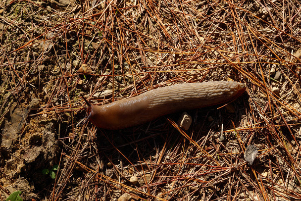 babosa marrón en el suelo
 - Foto, imagen