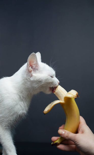 White cat eats a banana on a black background - Photo, Image