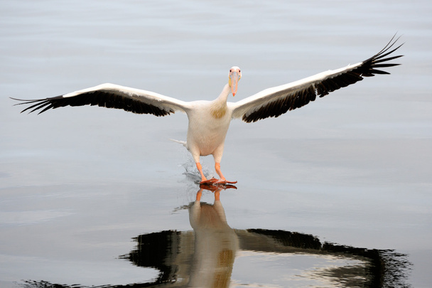 Grande pelicano branco
 - Foto, Imagem