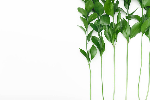 Ramka świeżych zielonych liści izolowana na białym tle - Zdjęcie, obraz