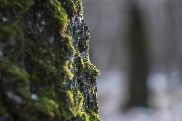 green moss on a birch tree in winter, Moscow - Photo, Image