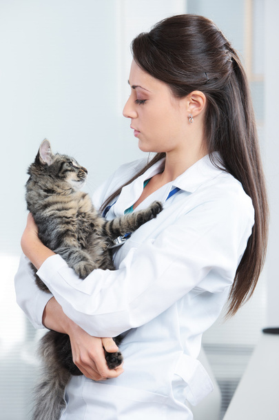 Veterinarian with a cat - Foto, Imagen