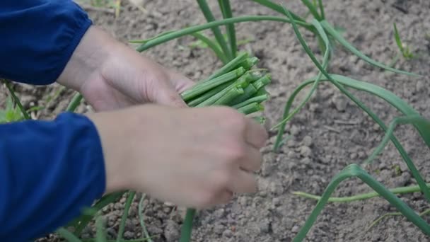 rolnik strony cebula liść - Materiał filmowy, wideo