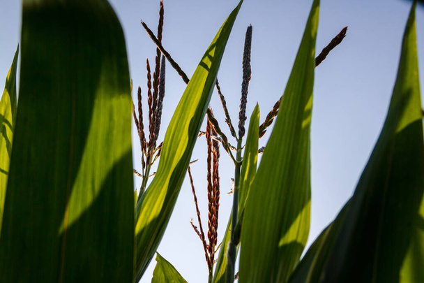 Beautiful sprouts of corn close-up. Horizontal frame.  - Fotoğraf, Görsel