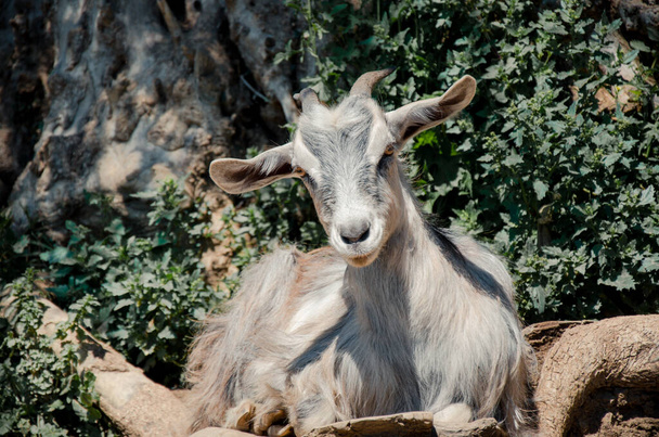 Madonie 'de bir Sicilya sürüsünde bir keçinin portresi, açık havada. - Fotoğraf, Görsel