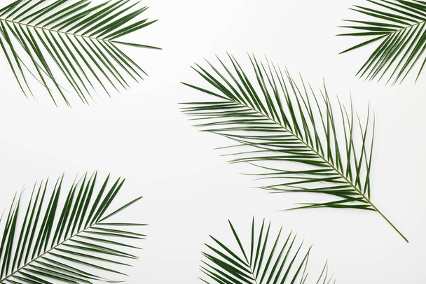Green palm leaves decorating for composition design - Fotó, kép