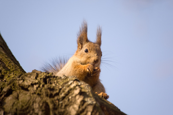 écureuil sur l'arbre - Photo, image
