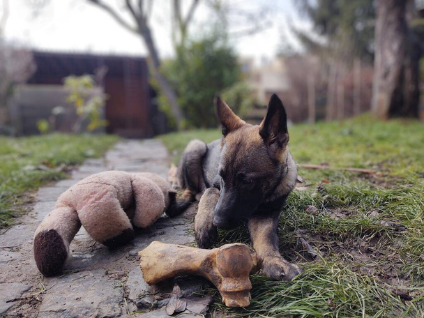 Német juhász kutya fiatal kölyök eszik a csont, hús vagy granula. Szlovákia - Fotó, kép